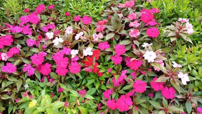 Trädgården, Herbstpalatset.