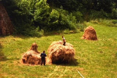 Höskörd mellan murarna i Stefan den Stores borg i Suceava.
